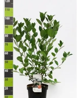 Großfrüchtige Apfelbeere