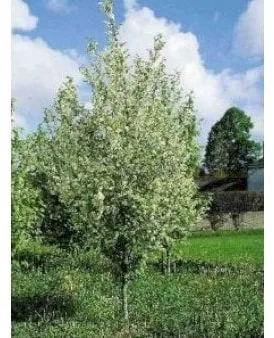 Gewöhnliche Traubenkirsche